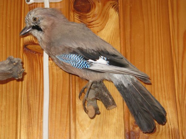 na ścianie / boazerii - w leśniczówce - sójka /przy okazji do galerii miasta Brzozów - zapraszam, tam zdjęcia z wystawy w nadleśnictwie/.