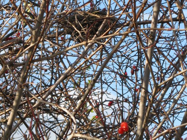 o bobrach - gniazdach i o kocie : w innych opisach /warto ! ?/