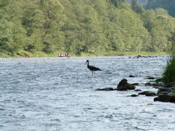 Dunajec - Bocian czarny