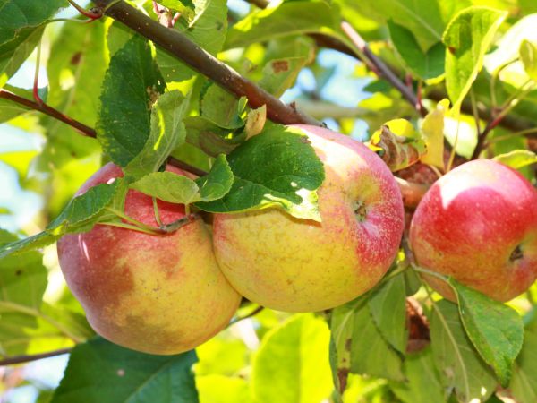 Łopienno, w ogrodzie.