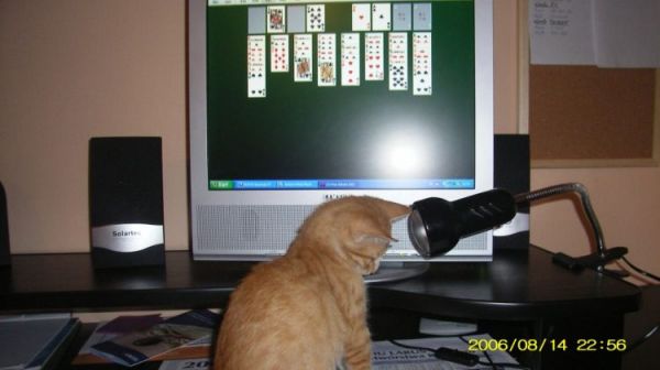 Osieczna - tu koty "pracują" na komputerze