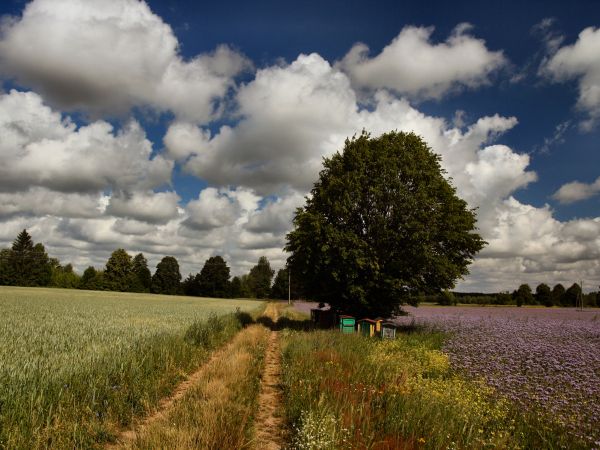 zdjecie Tyniewicze Duże