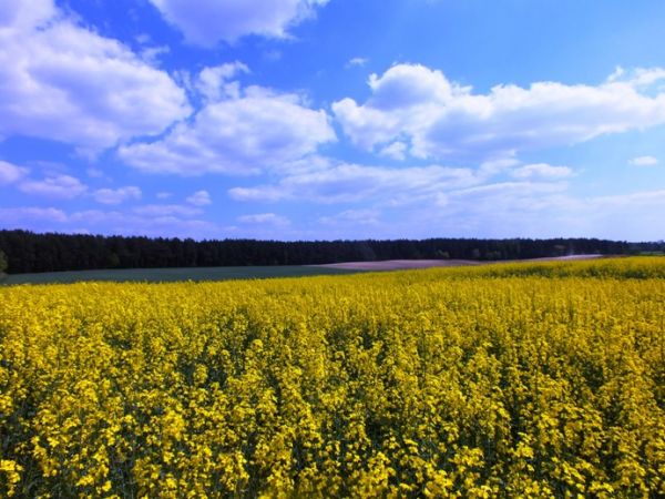 pole rzepaku
