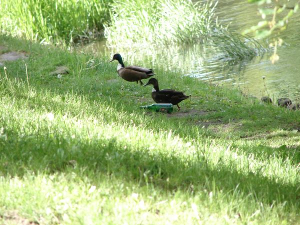 Slupsk. ...obalic piwo