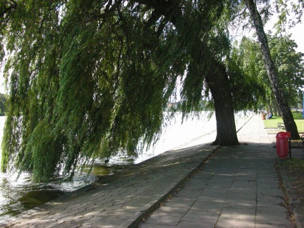 Dziwnów. Port. Tego drzewa już nie ma.