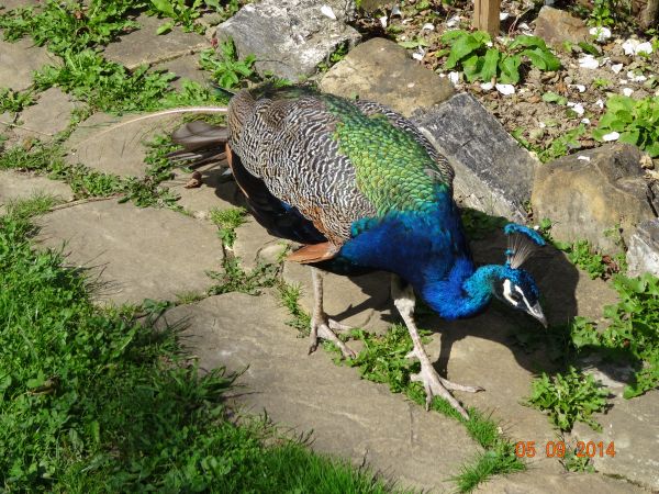 gospodarstwo agroturystyczne - tu : paw ubogacający ofertę pobytu.