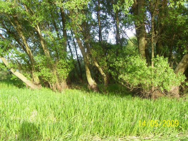 zdjecie Dobieszewice