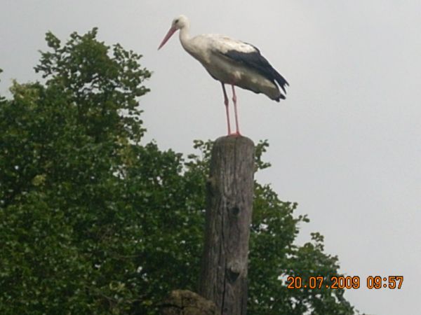 zdjecie Dziektarzewo