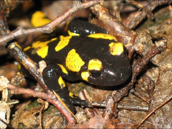 Jeżeli masz trochę szczęścia spotkasz w rezerwacie salamandrę plamistą.