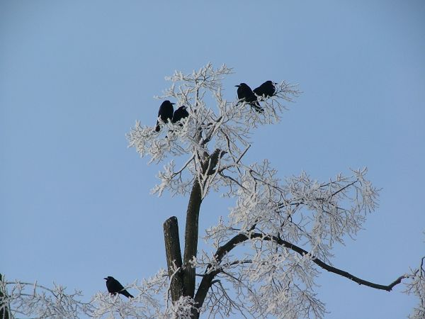 "...ptaszęta za wysoko,a mnie samotnej żle..."