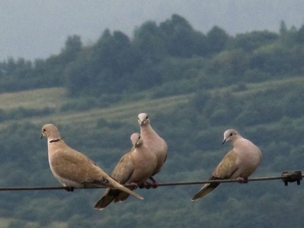 zdjecie Pietrzykowice