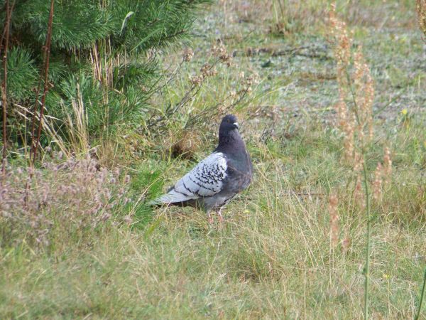 Gołąb na leśnej polanie.