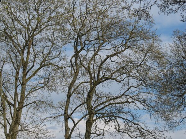 Wiosenne drzewa przy plaży gminnej w Jeziornie