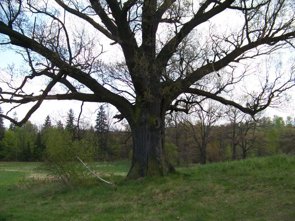 Wiekowy dąb. Dlaczego nie ma tablicy  ktura będzie go chronić.Rosnie w pobliżuścieżki edukacyjnej przy drodze do łomnicy.