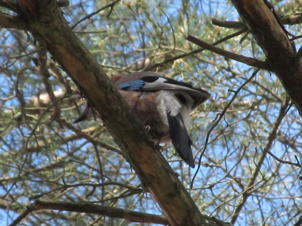 Ptactwo na terenie działek letniskowych w Borsku