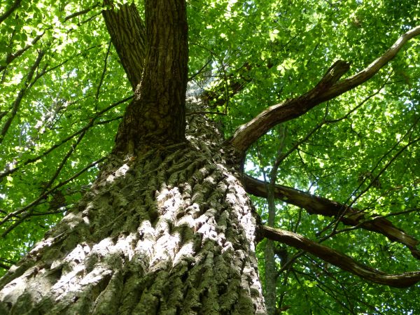 zdjecie Białowieża