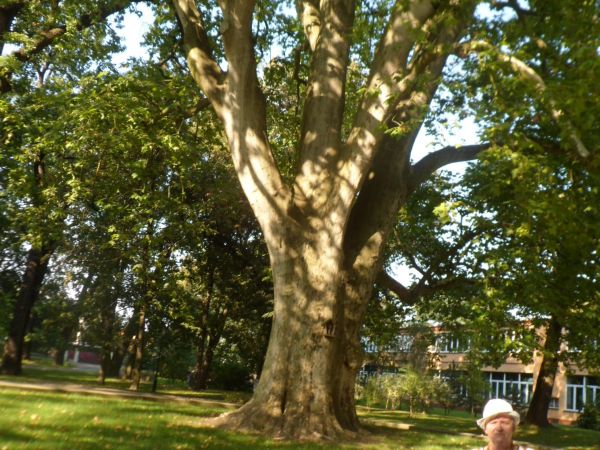 w parku przy pałacu - tu w cieniu ogromnego platanu, tu widoczna zawieszona na nim miniaturowa kapliczka szafkowa z maleńką rzeźbą Chrystusa Frasobliwego. Plata