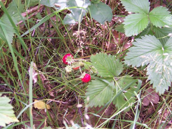 Poziomki dopisały tego roku w okolicznych lasach