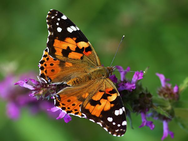 Rusałka osetnik - Nowosiółki - Fauna