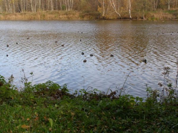 zdjecie Zalesie Górne