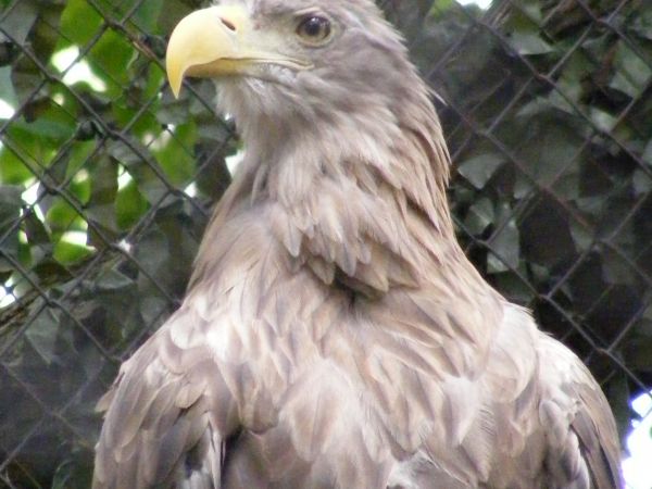 Orzeł"Bielik"w muzeum WPN.