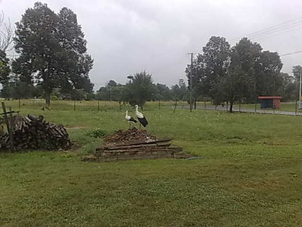 zdjecie Surmaczówka