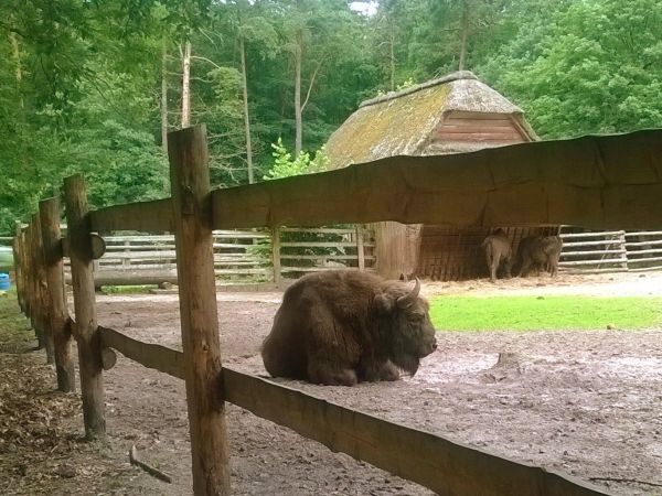 Zagroda Pokazowa Żubrów usytuowana jest przy zielonym szlaku turystycznym - z centrum Międzyzdrojów jest do niej 1,5 km (30 minut pieszej wycieczki).