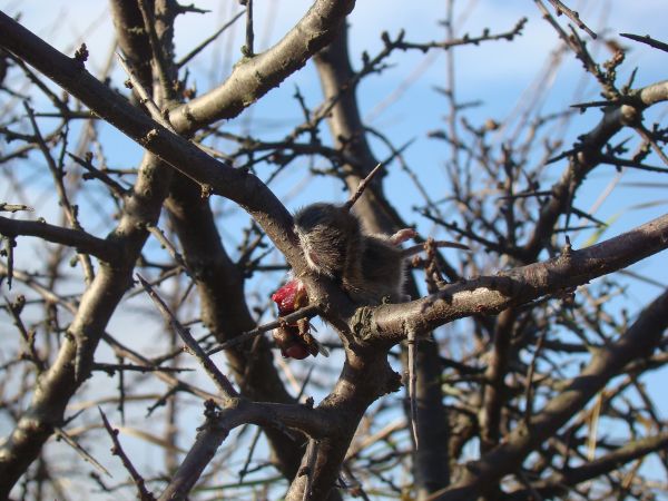 srokosz - czarno-biało-szary ptak, dość powszechnie występujący w Polsce, jest rzeźnikiem pośród wróblowatych. Poluje na małe ssaki, ptaki i gady. Zdobycz nadzi