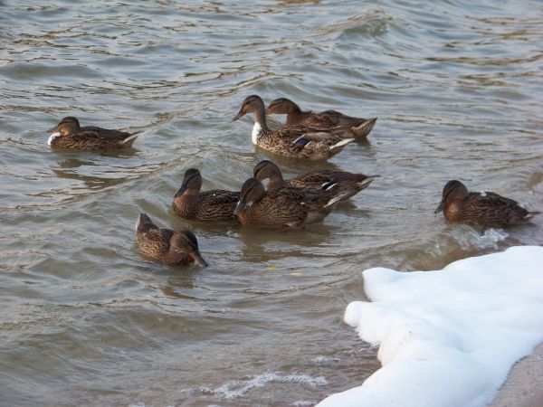 Kosmopolityczna rodzina