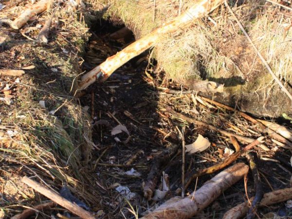 Tunele bobrów z Karszanka