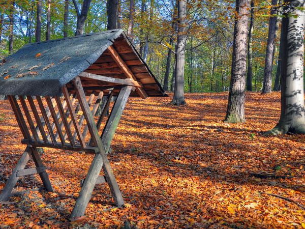 zdjecie Wodzisław Śląski