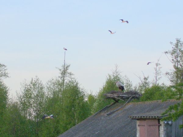 Przylot Bocianów na Marusy