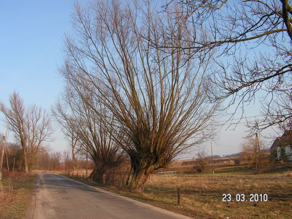 Skorzynice wieś.Stare ponad 100-letnie wierzby.