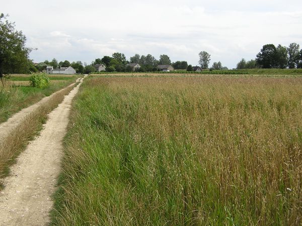 Brzostków, droga polna