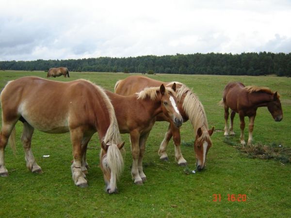 zdjecie Czartoria