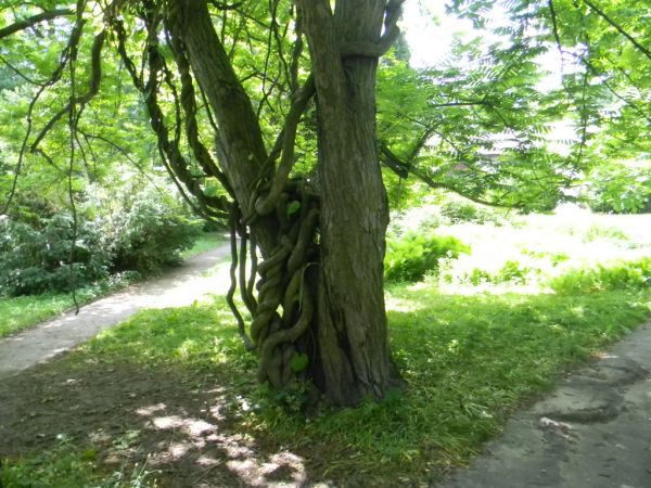 Lublin - Ogród Botaniczny