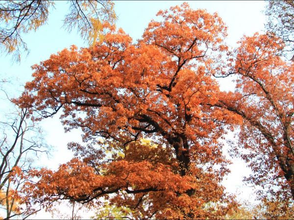 Klasztor i park  ss. Niepokalanek na Głębokiej.