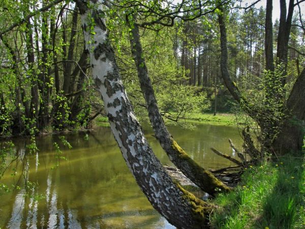 Kanał rzeki Wdy oraz teren nad nim położony