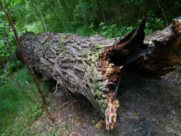 drzewo podpalone pruchno są tacy co lubią owady  mówi się o szacunku i miłości  ale to chyba nie do wszystkich