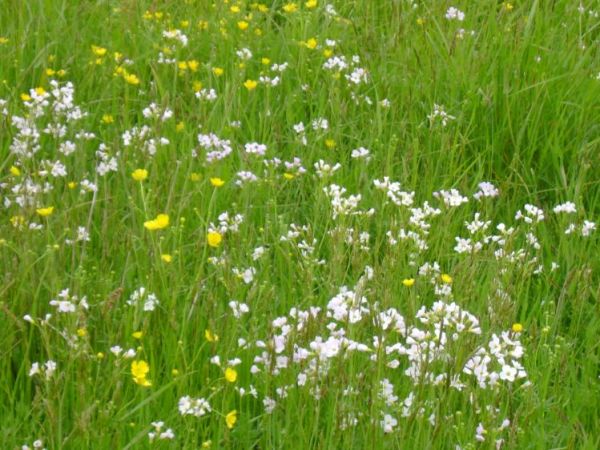 Karszanskie laki na wiosne