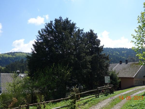 Cisy Raciborskiego w Harbutowicach.