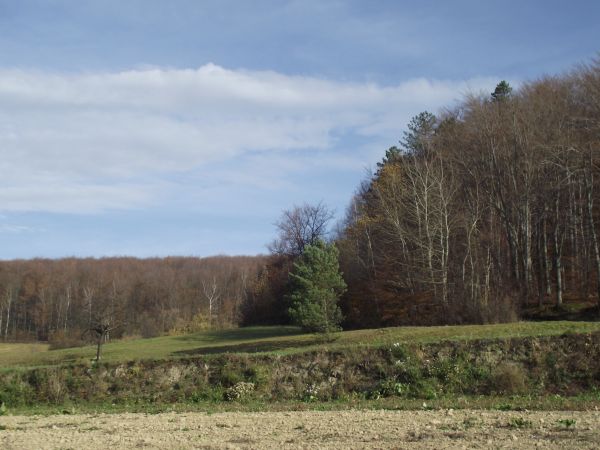 Autorzy publikacji przewodnickich informują / podkreślają, że ewenementem Raczkowej /także Dębnej i Lisznej - są galerie, zapraszam/ jest to, że nie było tu osa