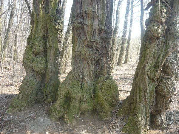 Kolejne drzewa ,,zmęczone życiem"
