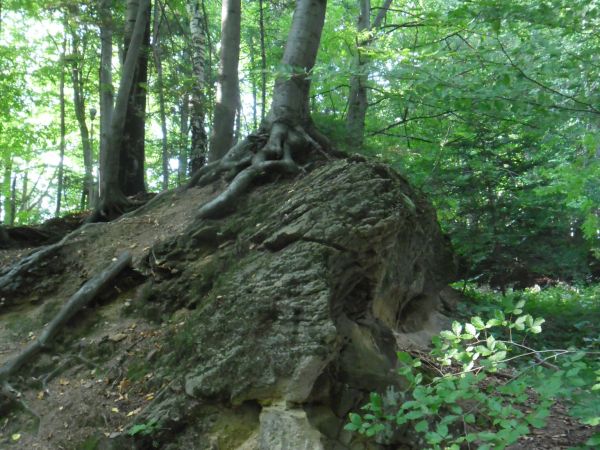 W drodze do EXCELIORU