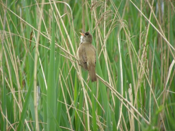 zdjecie Zalesie Górne