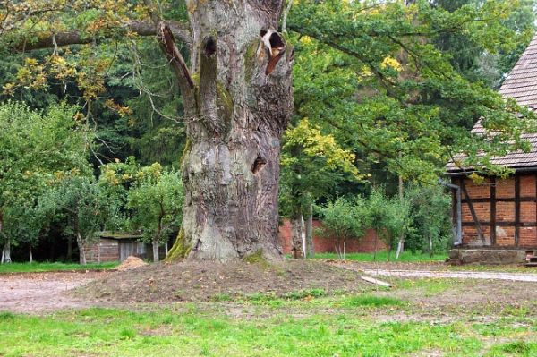 Dąb szypułkowy o obw. 805 cm (ok. 500 lat)