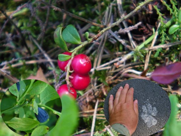 szóstego sierpnia wybrałem się żeby znaleźć kilka kurek niewiele znalazłem stary stłuczony termos jedną butelkę borowiny jagód nie zrywałem mało, a ten ślad nie