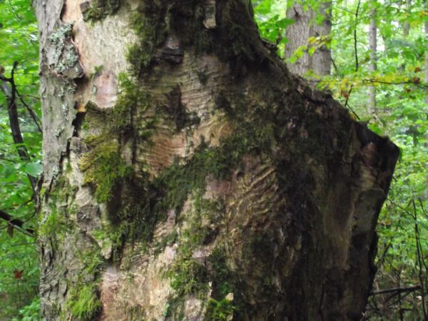 kowalik - ten co głową w dół - puka, stuka a jest mistrzem w dziele tym, odłupuje płaty kory - inaczej niż dzięcioł, co zazwyczaj w obrane punkty stuka no i dzi