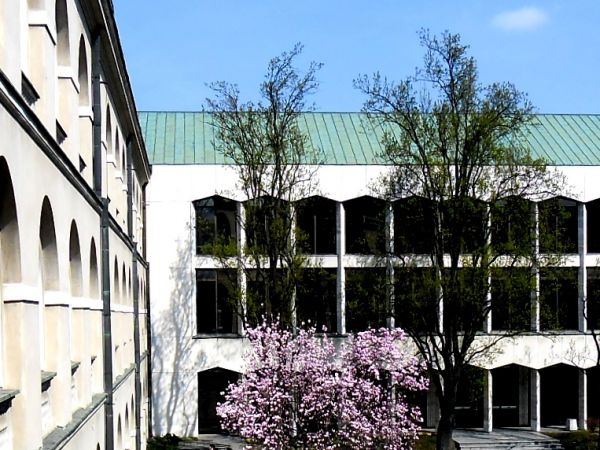 MAGNOLIA KWITNĄCA NA DZIEDZIŃCU KUL-u w LUBLINIE.