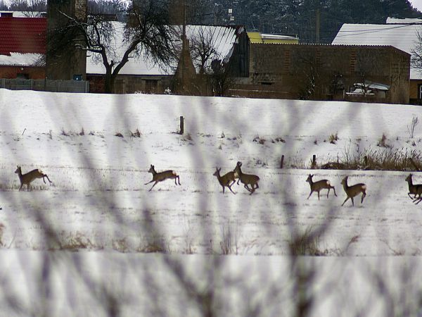 Sarenki na łąkach w tle Buntowo